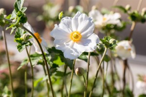 Anemone japonica Honorine Jobert 9 cm Topf - Größe nach Saison