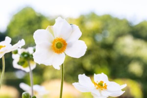 Anemone japonica Honorine Jobert 9 cm Topf - Größe nach Saison