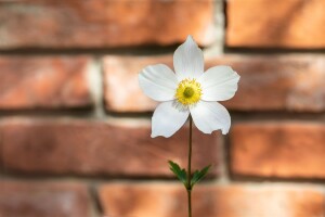 Anemone japonica Honorine Jobert 9 cm Topf - Größe nach Saison