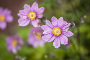 Anemone japonica Honorine Jobert 9 cm Topf - Größe nach Saison