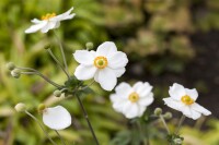 Anemone japonica Honorine Jobert 9 cm Topf - Größe nach Saison