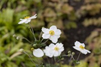 Anemone japonica Honorine Jobert 9 cm Topf - Größe nach Saison