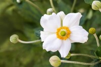 Anemone japonica Honorine Jobert 9 cm Topf - Größe nach Saison