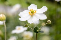 Anemone japonica Honorine Jobert 9 cm Topf - Größe nach Saison