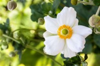 Anemone japonica Honorine Jobert 9 cm Topf - Größe nach Saison