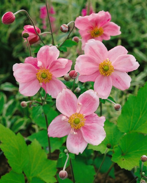 Anemone japonica Königin Charlotte 9 cm Topf - Größe nach Saison