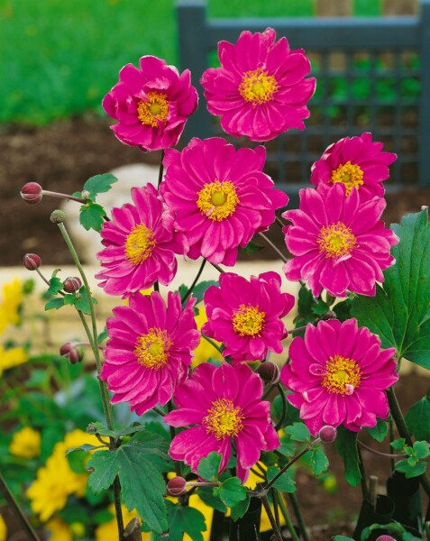 Anemone japonica Pamina 9 cm Topf - Größe nach Saison