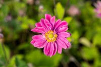 Anemone japonica Pamina 9 cm Topf - Größe nach Saison