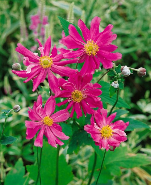 Anemone japonica Prinz Heinrich 9 cm Topf - Größe nach Saison