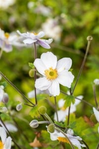 Anemone japonica Whirlwind 9 cm Topf - Größe nach Saison