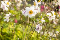 Anemone japonica Whirlwind 9 cm Topf - Größe nach Saison