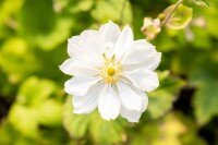 Anemone japonica Whirlwind 9 cm Topf - Größe nach Saison