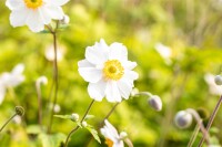 Anemone japonica Whirlwind 9 cm Topf - Größe nach Saison