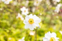 Anemone japonica Whirlwind 9 cm Topf - Größe nach Saison