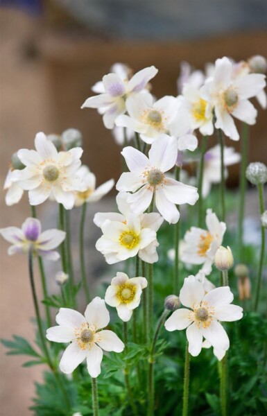 Anemone multifida Annabella White 9 cm Topf - Größe nach Saison