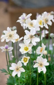 Anemone multifida Major 9 cm Topf - Größe nach...