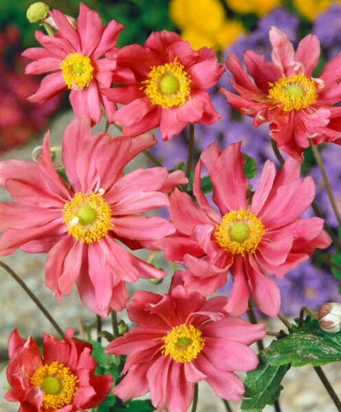 Anemone multifida Rubra 9 cm Topf - Größe nach Saison