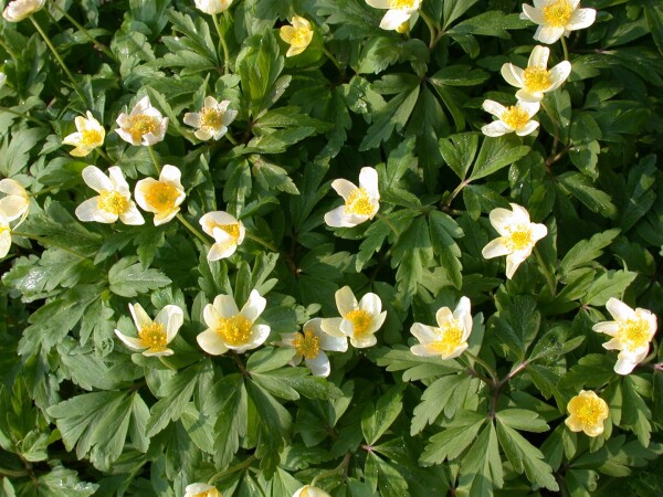 Anemone nemorosa 9 cm Topf - Größe nach Saison