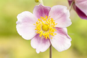 Anemone nemorosa 9 cm Topf - Größe nach Saison