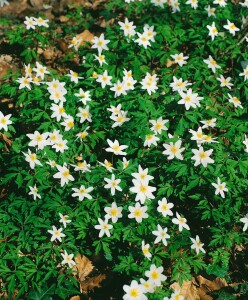 Anemone nemorosa 9 cm Topf - Größe nach Saison