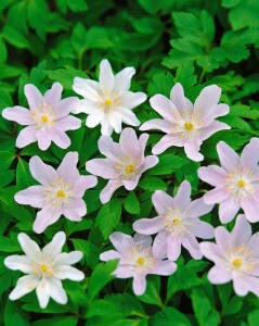 Anemone nemorosa 9 cm Topf - Größe nach Saison