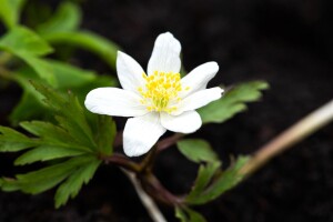 Anemone nemorosa 9 cm Topf - Größe nach Saison