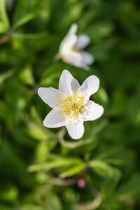 Anemone nemorosa 9 cm Topf - Größe nach Saison