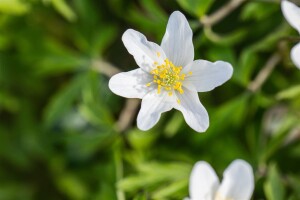 Anemone nemorosa 9 cm Topf - Größe nach Saison