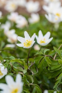 Anemone nemorosa 9 cm Topf - Größe nach Saison