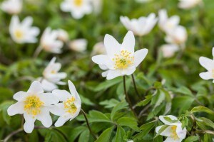 Anemone nemorosa 9 cm Topf - Größe nach Saison