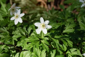 Anemone nemorosa 9 cm Topf - Größe nach Saison