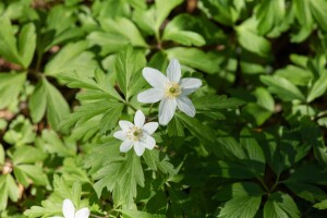 Anemone nemorosa 9 cm Topf - Größe nach Saison