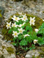 Anemone nemorosa 9 cm Topf - Größe nach Saison