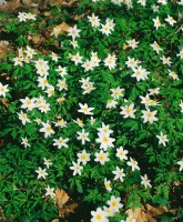 Anemone nemorosa 9 cm Topf - Größe nach Saison