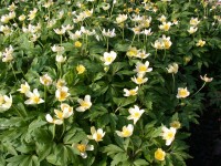 Anemone nemorosa 9 cm Topf - Größe nach Saison