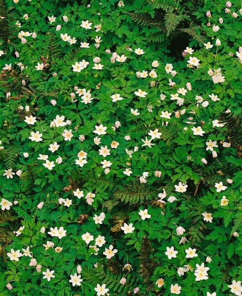 Anemone nemorosa Alba Plena 9 cm Topf - Größe nach Saison