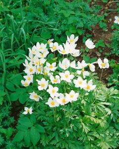 Anemone sylvestris 9 cm Topf - Größe nach Saison