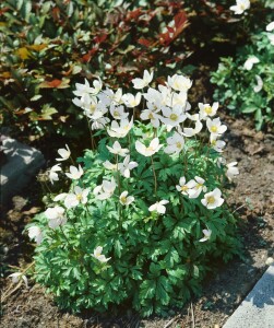 Anemone sylvestris 9 cm Topf - Größe nach Saison