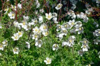 Anemone sylvestris 9 cm Topf - Größe nach Saison