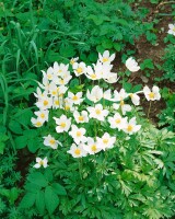 Anemone sylvestris 9 cm Topf - Größe nach Saison