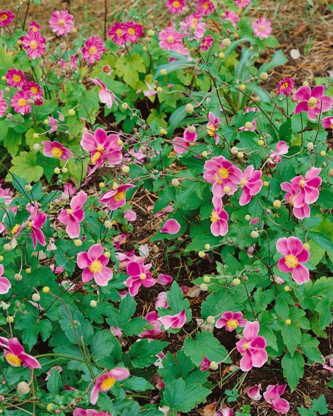 Anemone tomentosa Robustissima 9 cm Topf - Größe nach Saison