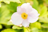 Anemone tomentosa Robustissima 9 cm Topf - Größe nach Saison