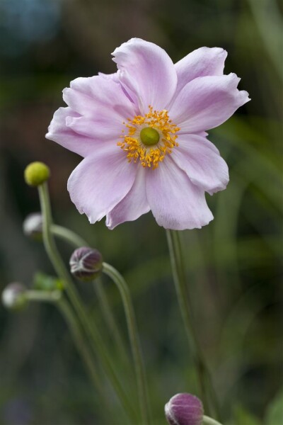 Anemone tomentosa Septemberglanz 9 cm Topf - Größe nach Saison