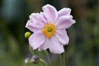 Anemone tomentosa Septemberglanz 9 cm Topf - Größe nach Saison