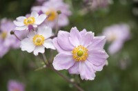 Anemone tomentosa Septemberglanz 9 cm Topf - Größe nach Saison