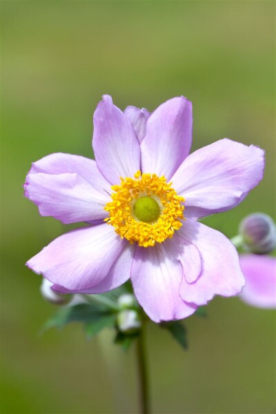 Anemone tomentosa Serenade 9 cm Topf - Größe nach Saison