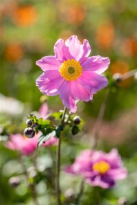 Anemone tomentosa Serenade 9 cm Topf - Größe nach Saison