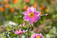 Anemone tomentosa Serenade 9 cm Topf - Größe nach Saison