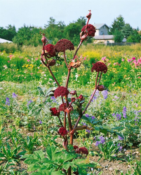 Angelica archangelica 11 cm Topf - Größe nach Saison