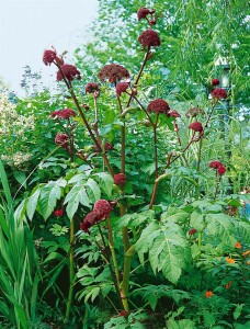 Angelica archangelica 11 cm Topf - Größe nach Saison